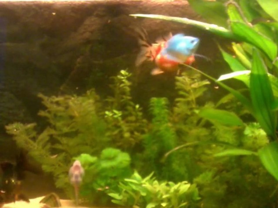 Mijn Aquarium