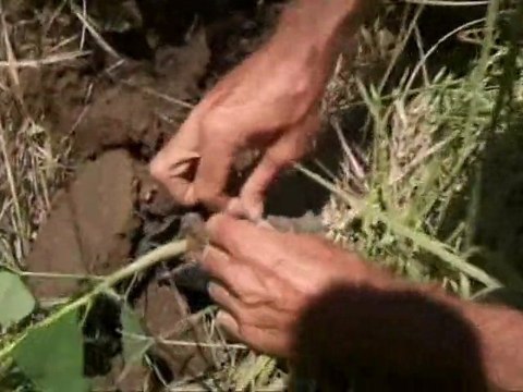 GILLES plantait des arbres- PART 3