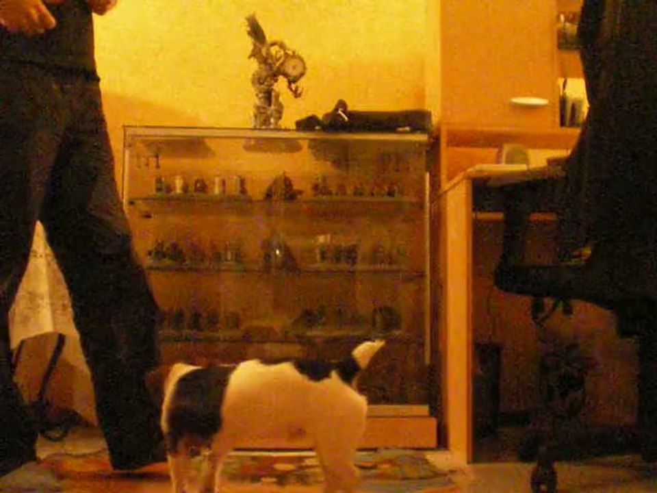 dressage jack russel