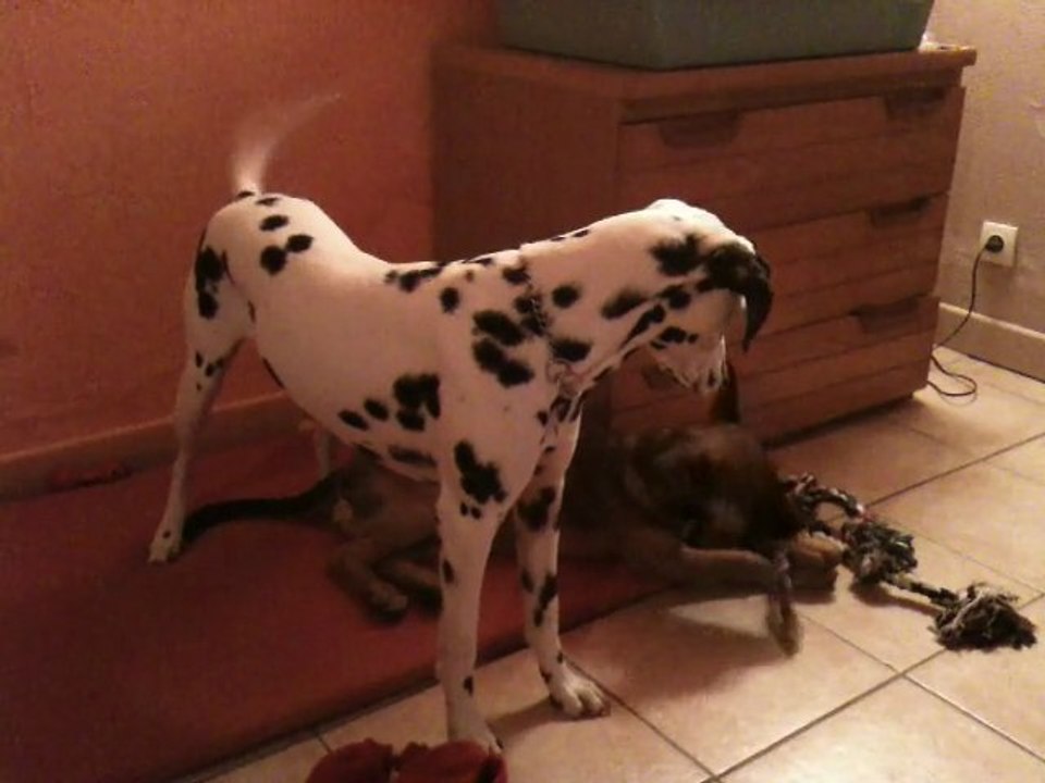 Dixie chez son adoptante