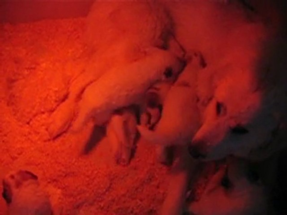 CHIOTS MONTAGNE DES PYRENEES A RESERVER DE CARIAD x CONDOR