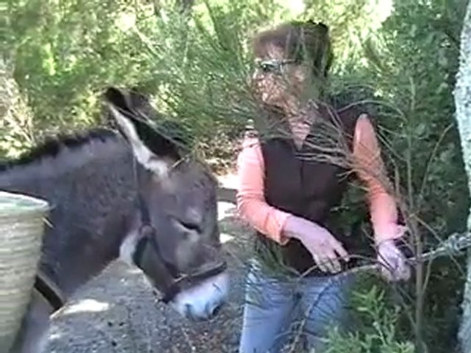 randonnée avec des ânes