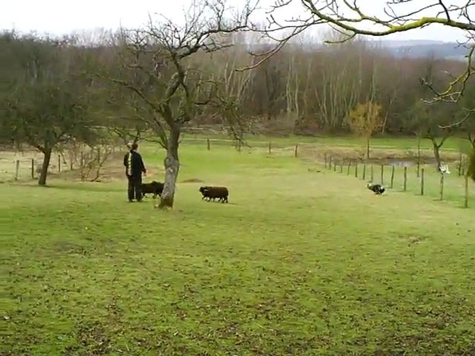 troupeau 19/02/2011 travail séparation