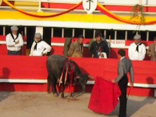 CORRIDA : graine de toréro 2010 Générac... L'HORREUR 1