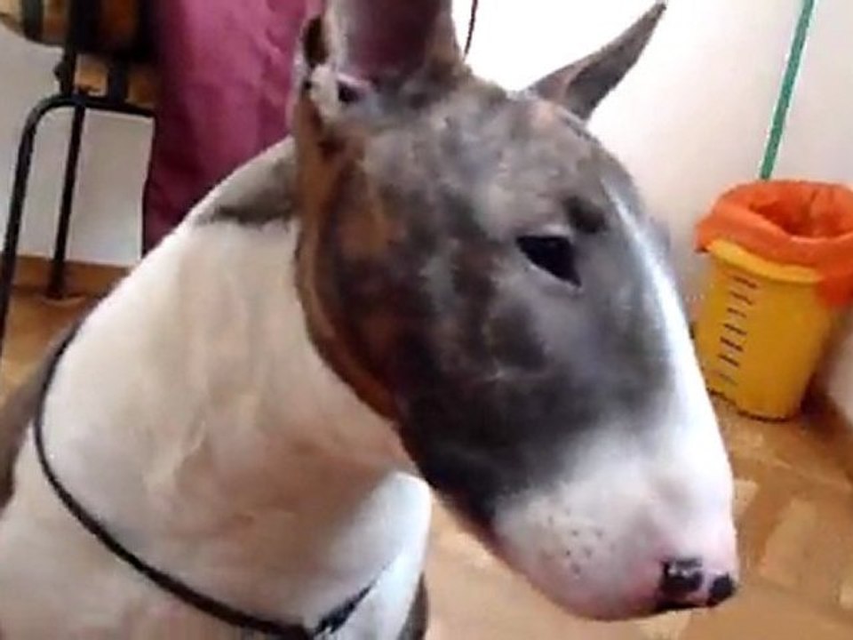 Aris head