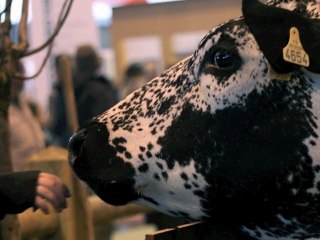 Candy la star du Salon de l'agriculture 2011