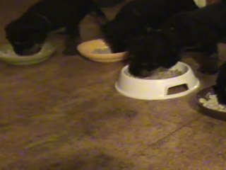 20-02-2011 - le repas des chiots (3)