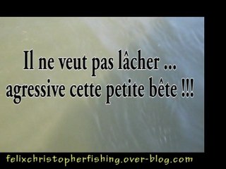 Attaque de silure 2 mètres