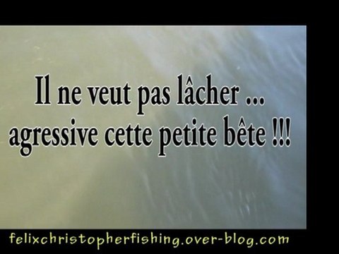 Attaque de silure 2 mètres