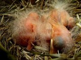 Les 12 premiers jours de la vie d'un merle