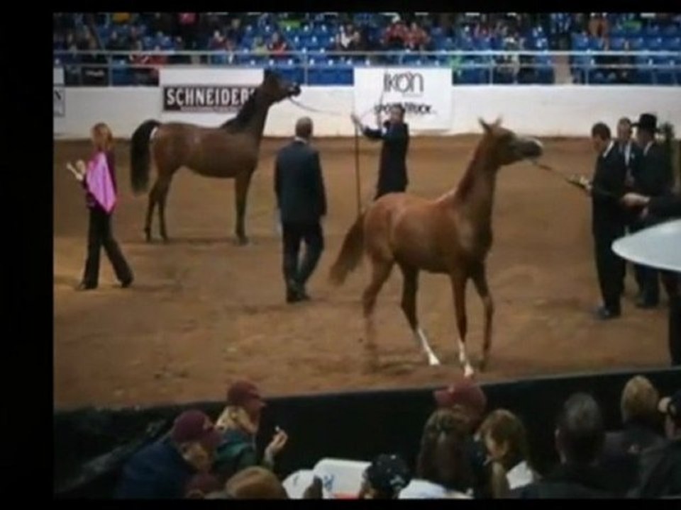Arabian Horse Show 2011 (Scottsdale, AZ)