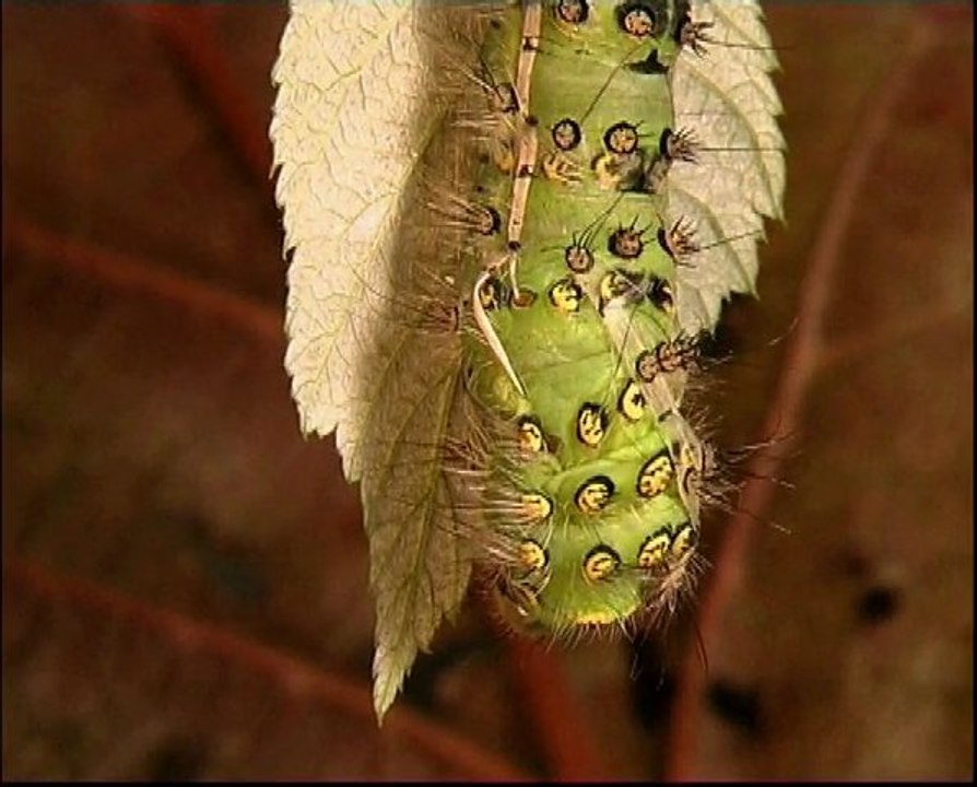 La vie des papillons partie 1 (HQ)