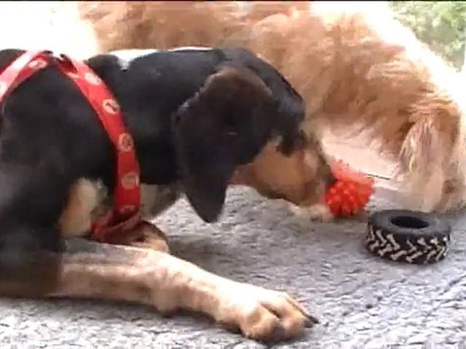 Gretel (le chien) joue