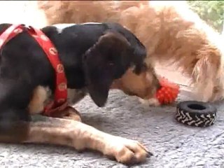 Gretel (le chien) joue