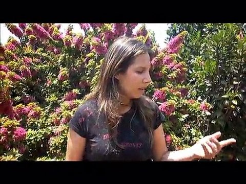 flores peru,flores en peru, .FloresEnPeru.com-G