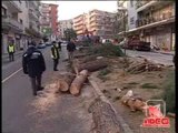 Napoli - 19 pini abbattuti in via Nicolardi