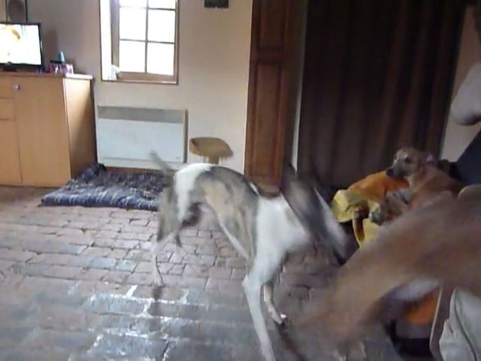 combat de whippets :p