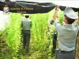 Mondragone (CE)  - Scoperta piantagione di marijuana