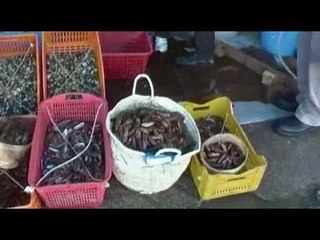 Télécharger la video: Napoli - Sequestro per un milione di euro di pesce illegale