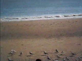 Georgiana si pescarusii