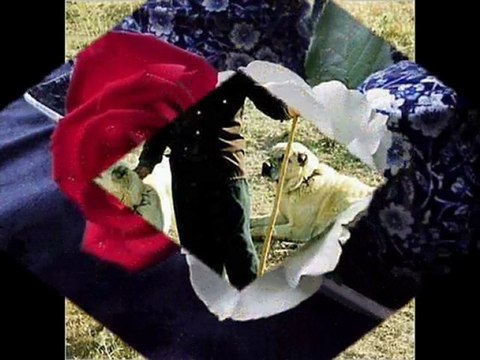 asik ali sultan küstüm sana bacim