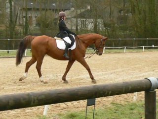 Ambre sur Hassan-20.02.2011.dressage club3-ATH  Laval-