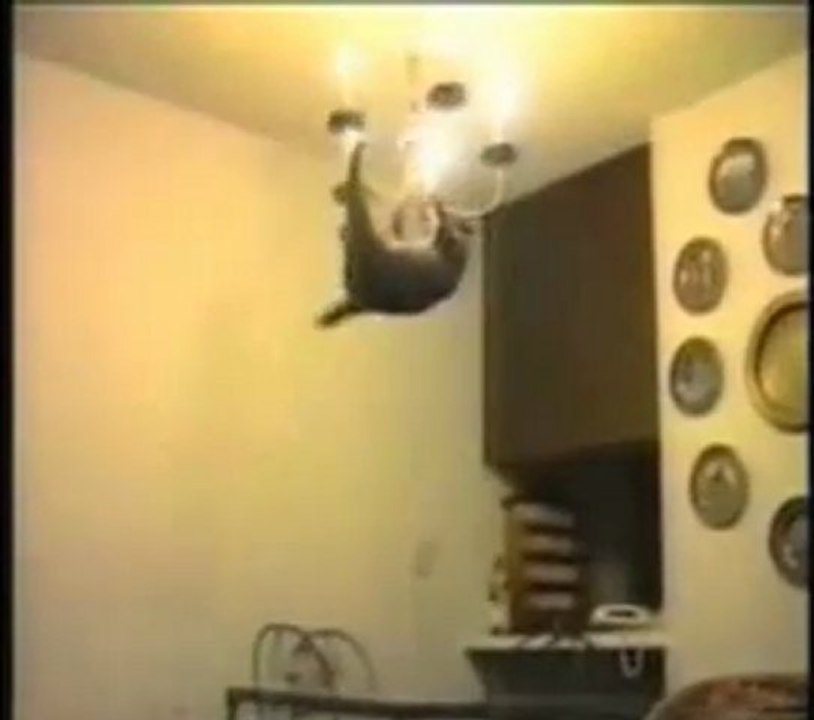 chats rigolos qui font des bêtises