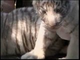 Santiago del Cile - Cinque cuccioli albini di tigre