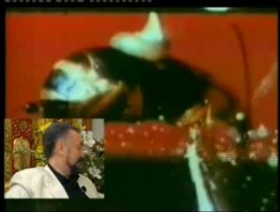 İman hakikatlerinin önemi - Bombardıman böceği