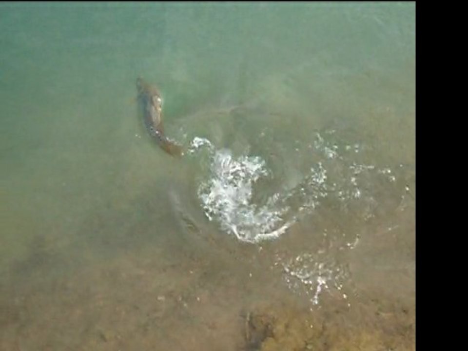 Réservoir pêche mouche "le moulin des fontaines " Gard