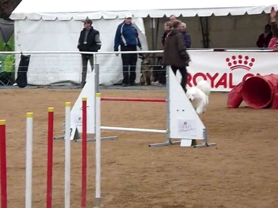 1er concours d'agility pour Orsane