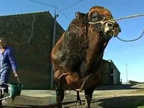 2 spécimens au Salon de l’Agriculture (Vendée)