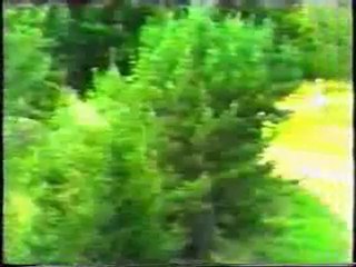 Some rally racing crashes
