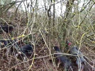 chiens courant lucernois entrainement 2