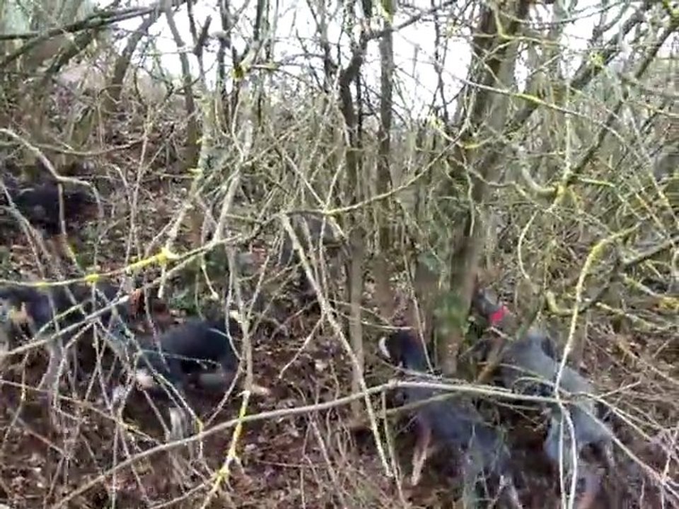 chiens courant lucernois entrainement 2