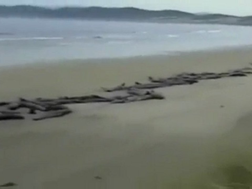 107 baleines-pilotes échouées en Nouvelle-Zélande 20.02.2011