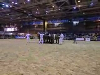 présentation du cheval de traie et castillonnais !!!