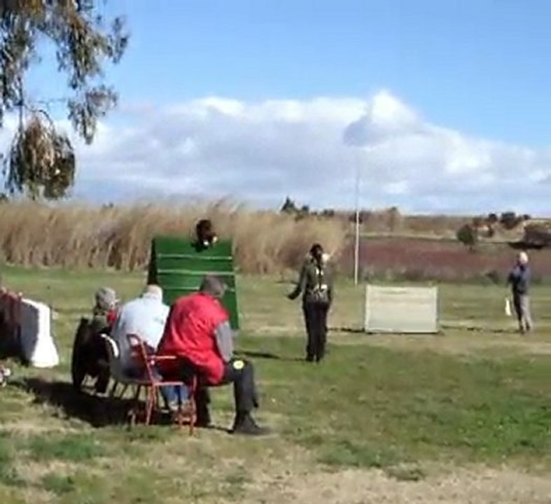 Concours RCI 1 Desgayls Obéissance Palissade