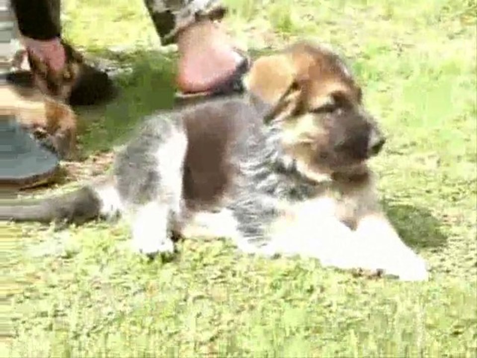 Chiots berger allemand LOF