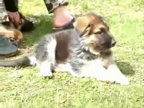 Chiots berger allemand LOF