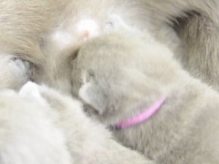 video bébés d 'Edelweiss 001