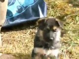 Chiots berger allemand LOF