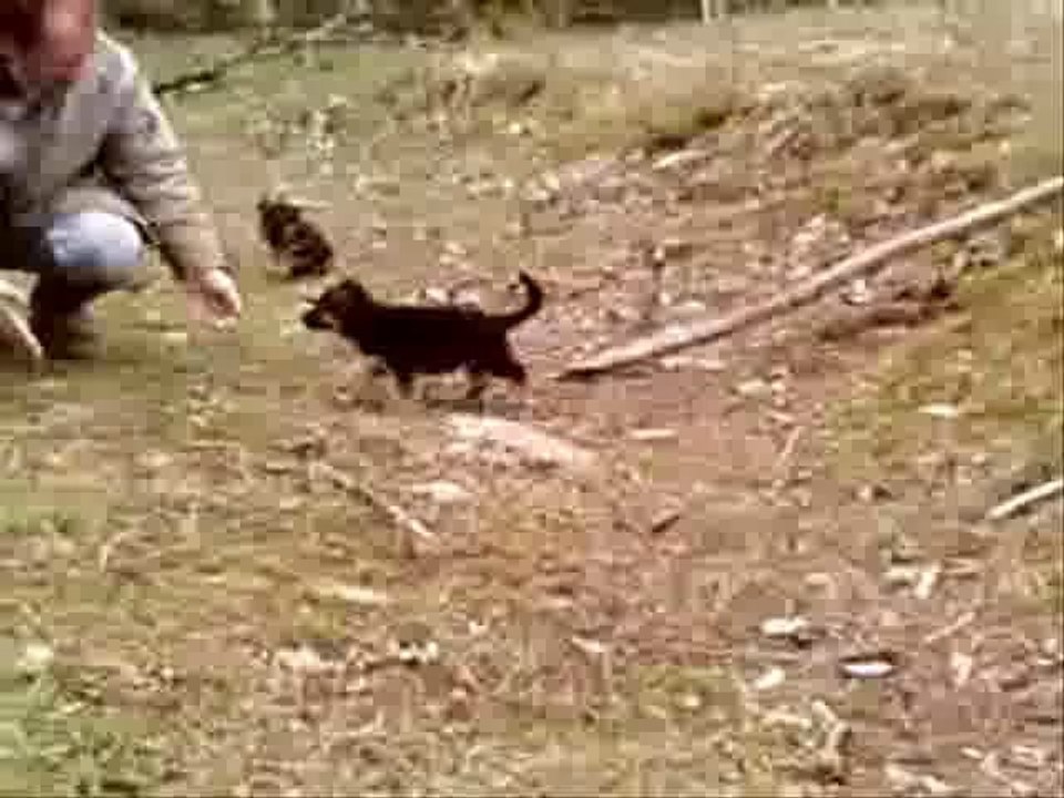 Chiots berger allemand LOF