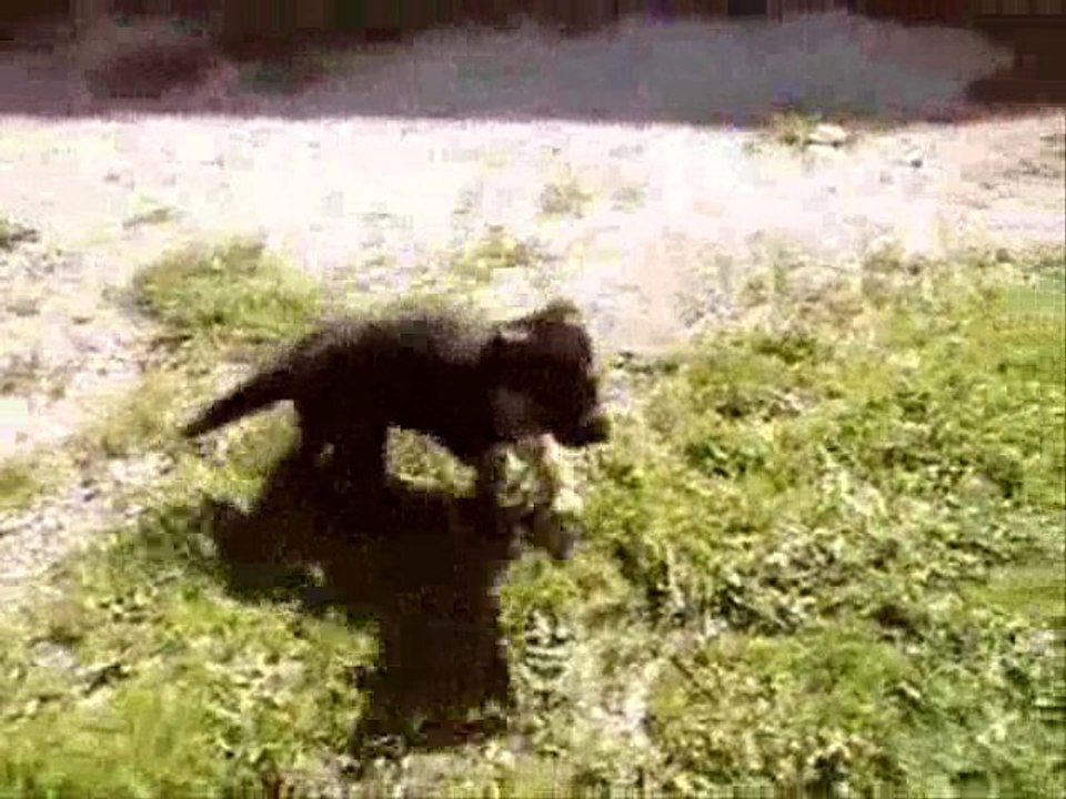 Didjé chiots berger allemand LOF