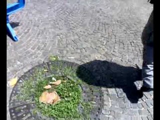 Aversa - Come ti curo il verde in piazza Emanuele