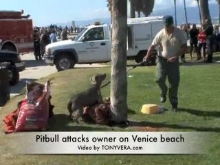 Pitbull Attack owen on  Venice Beach: