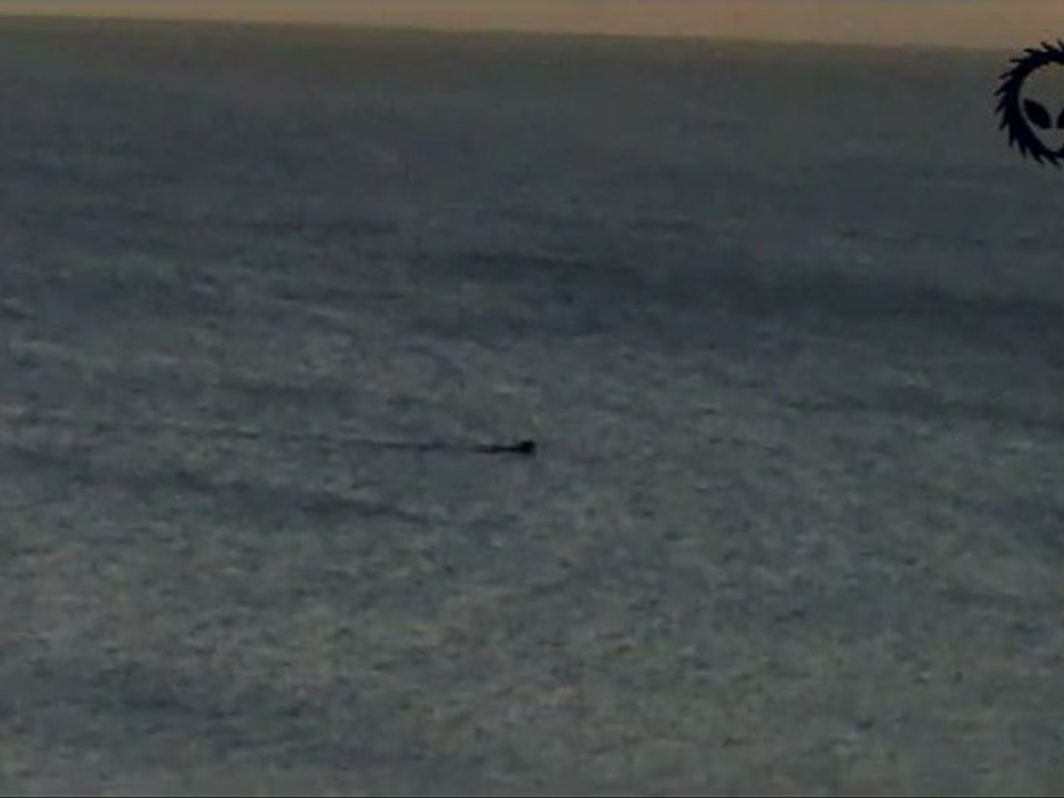 “El Nahuelito” El plesiosaurio más famoso