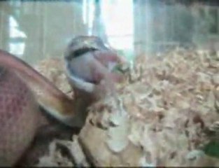 snake chowing down