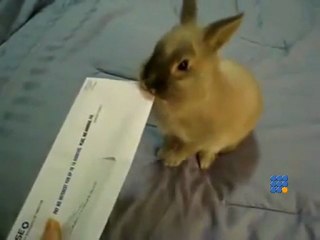 Lapin ouvreur de courrier - rabbit open letter