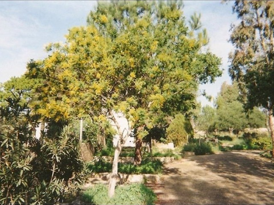 Scicareddu
